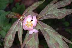 Podophyllum hexandrum